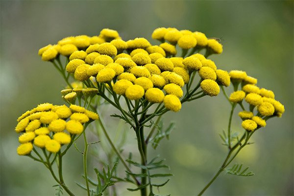 Ιατρικό Tansy