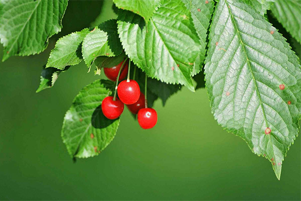 Cherry Leaf Výhody a škody