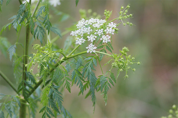 The use of hemlock in folk medicine