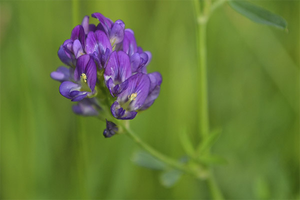 Use of alfalfa in cosmetology