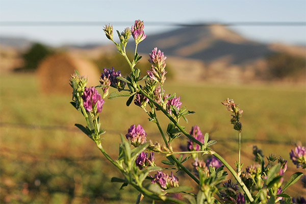 Lucernas izmantošana tradicionālajā medicīnā