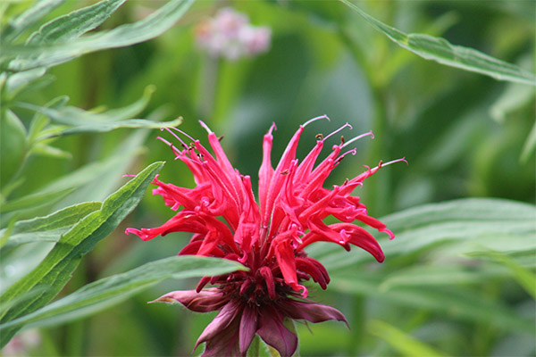 Monarda varenie