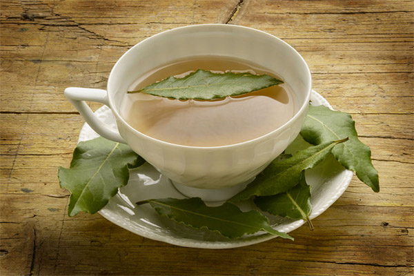 Medical Uses of Bay Leaf Decoction