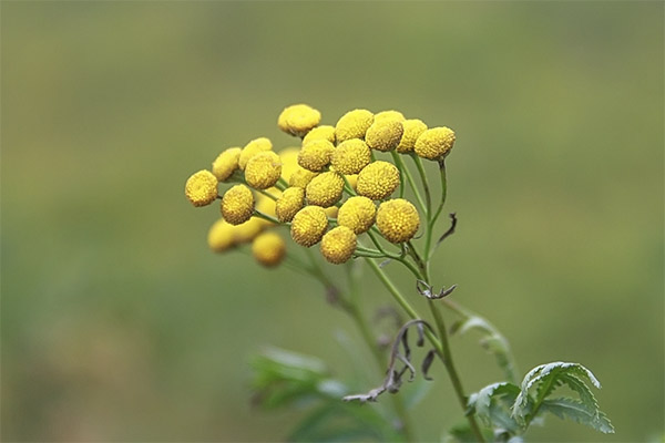 Utilizarea de tansy pentru bug-uri de pat și alte insecte