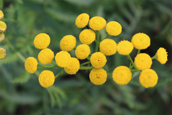 Utilizări cosmetice de tansy