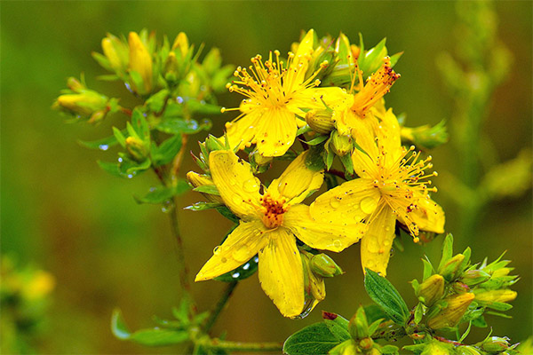 Application of Hypericum in cosmetology