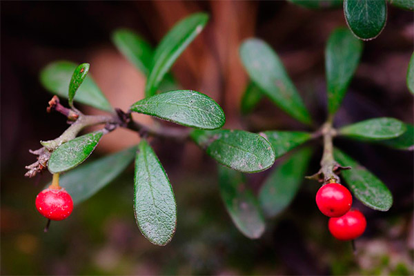 Contraindicații pentru utilizarea bearberry