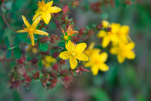 Kontrindikācijas Hypericum lietošanai