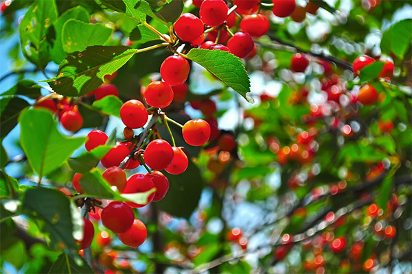 Traditsioonilise meditsiini retseptid Cherryga