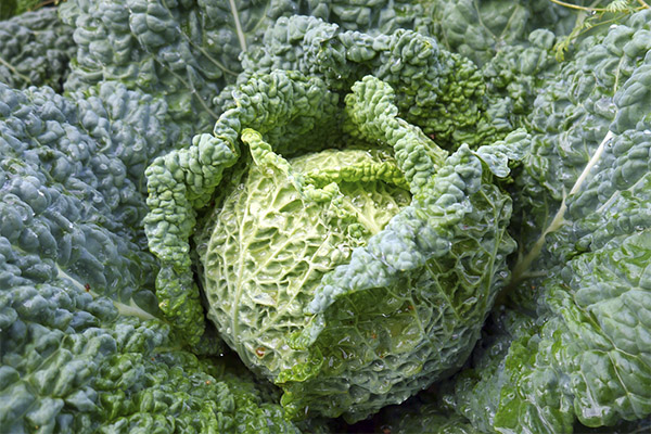 Savoy cabbage