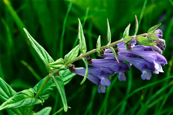 Scalloped baikal skullcap în medicina tradițională