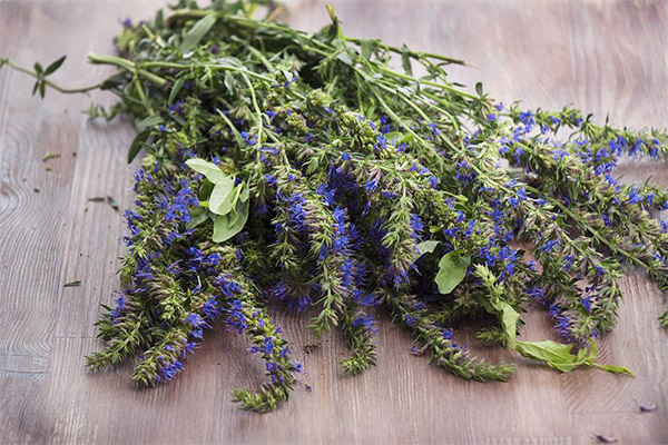 Hyssop in medicine