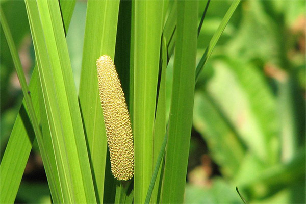 Types of medicinal compositions with marsh cairo