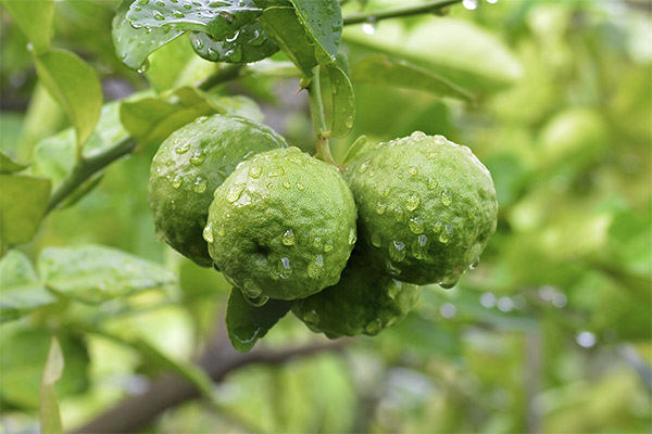 Growing bergamot in the room