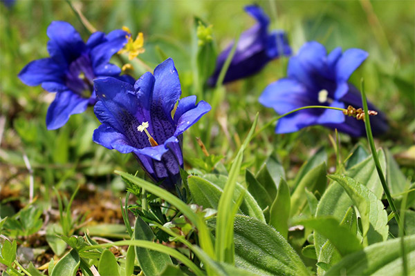 Gentians growing in the garden