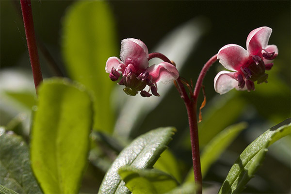 Winterberry v tradičnej medicíne