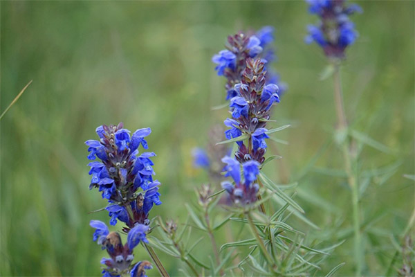 Headsnake in Moldavian folk medicine