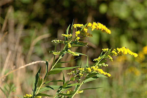 Goldilocks in folk medicine