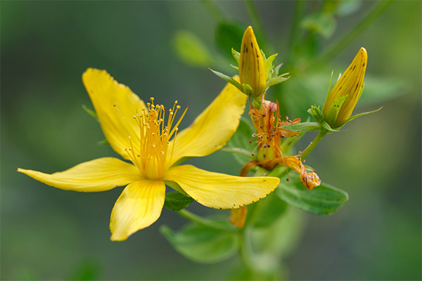 Hypericum