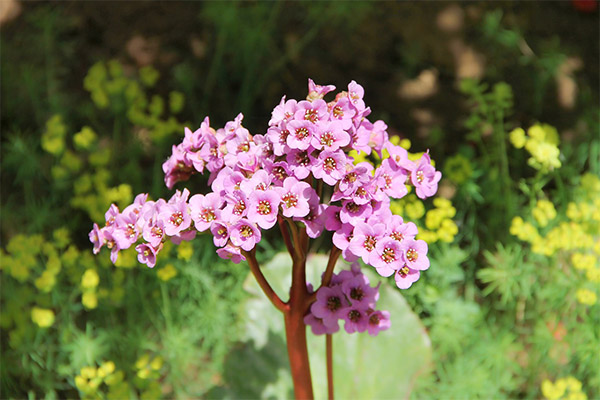 Bergenia in traditional medicine