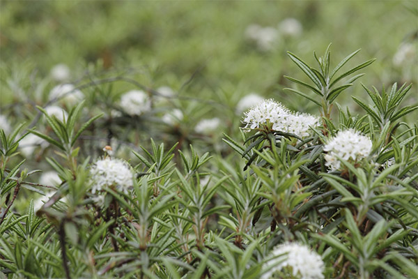 Ledum palustre in folk medicine