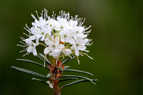 Ledum marsh