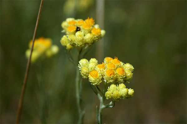 Immortelle holecistīta gadījumā