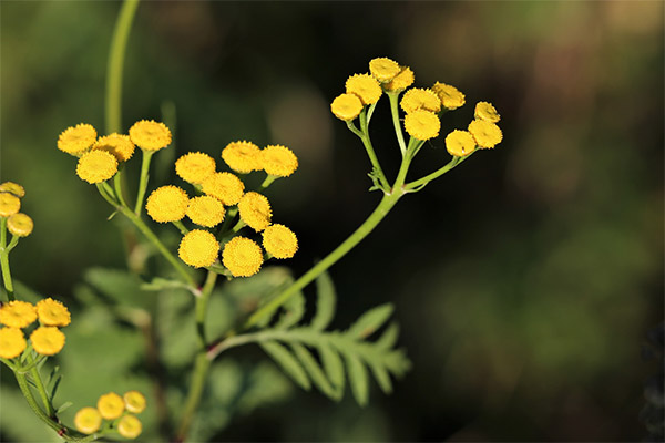 Immortelle în medicina populară