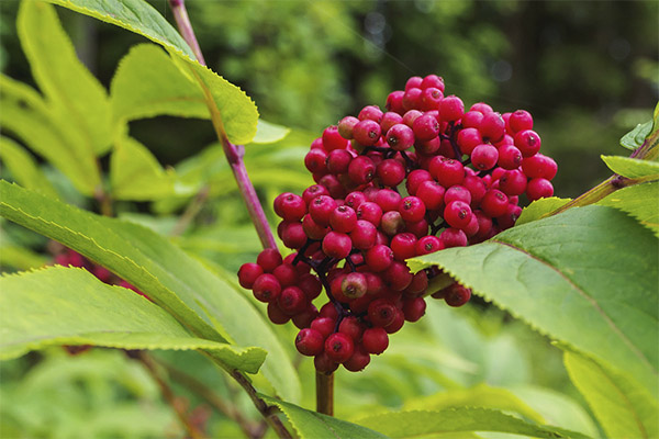 Pentru ce este bun elderberry roșu?