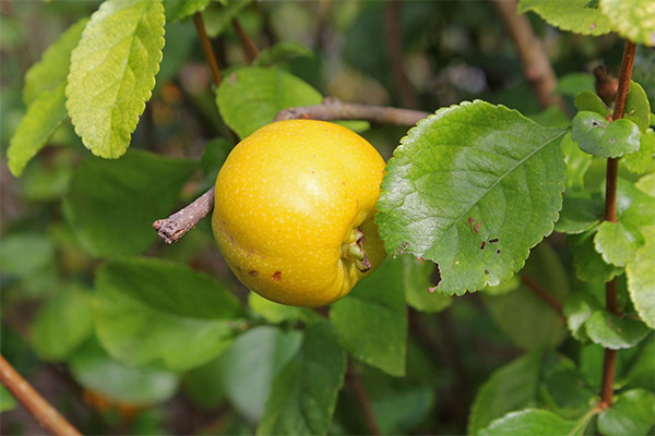 Kokia yra svarainių lapų nauda