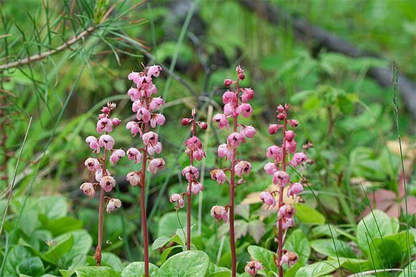 Pear earwort in folk medicine