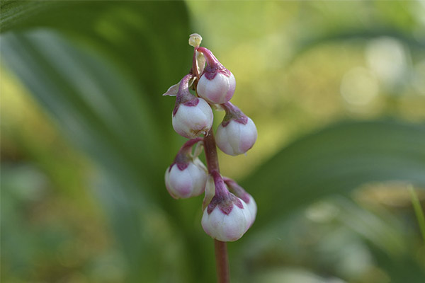 Elderberry