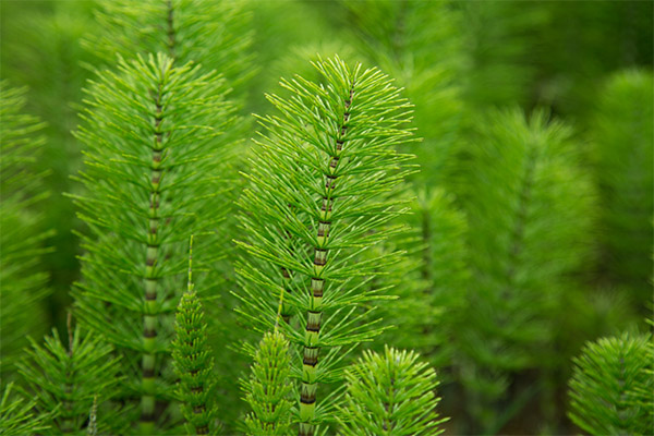 Field Horsetail