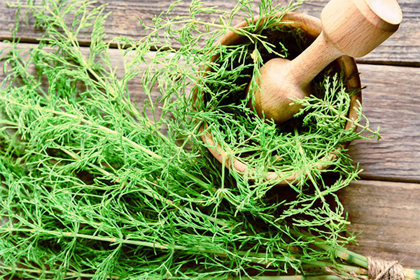 Horsetail in folk medicine