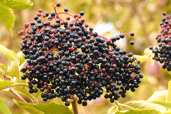 Elderberry fapte