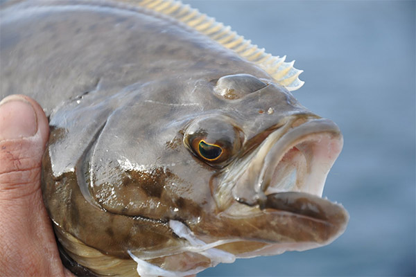 Interesting facts about halibut