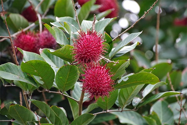 Interesanti fakti par rambutānu