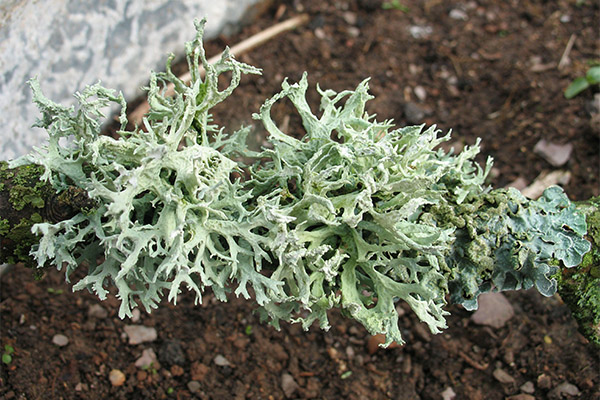 Icelandic moss in folk medicine