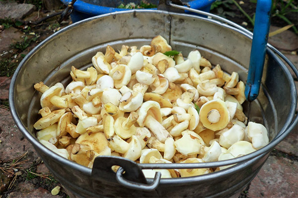 How to peel mushrooms