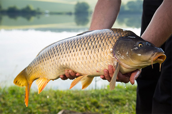 Cum să alegeți și să depozitați Carp