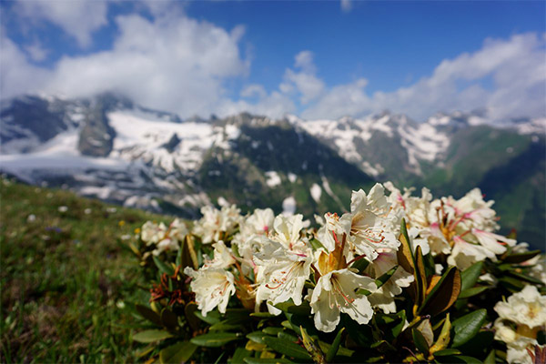 Rhododendronul caucazian în medicina populară