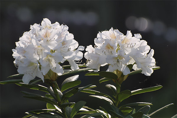 Rhododendron caucazian