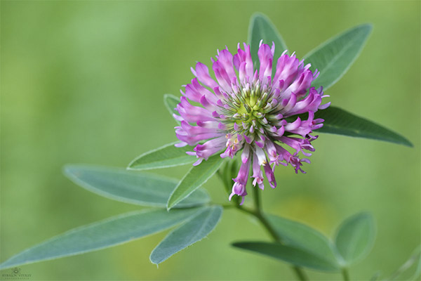 Meadow clover