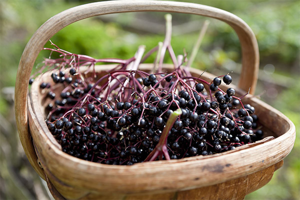 Când să recoltați și cum să depozitați elderberry