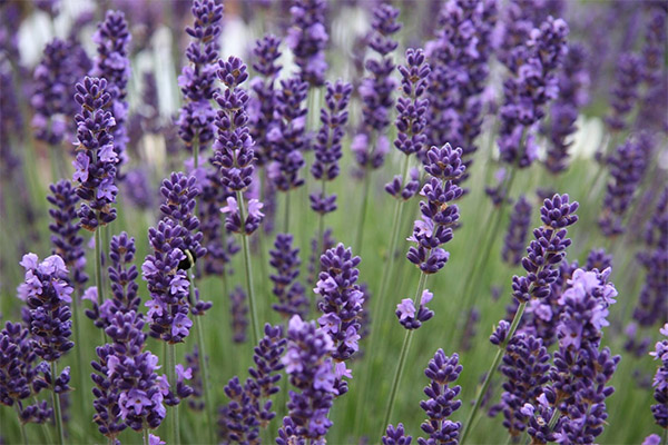 Lavanda în gătit