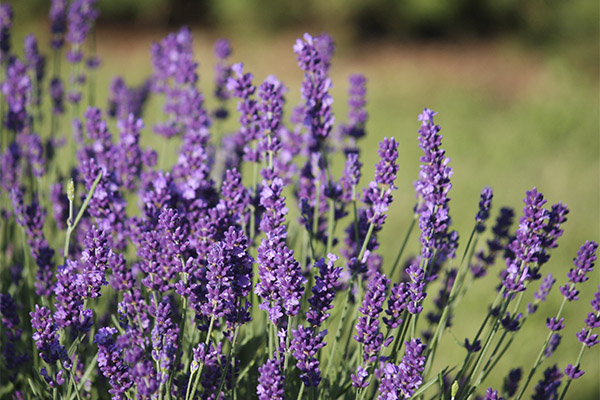 Lavanda în medicina tradițională