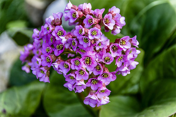 Proprietăți terapeutice ale Bergenia