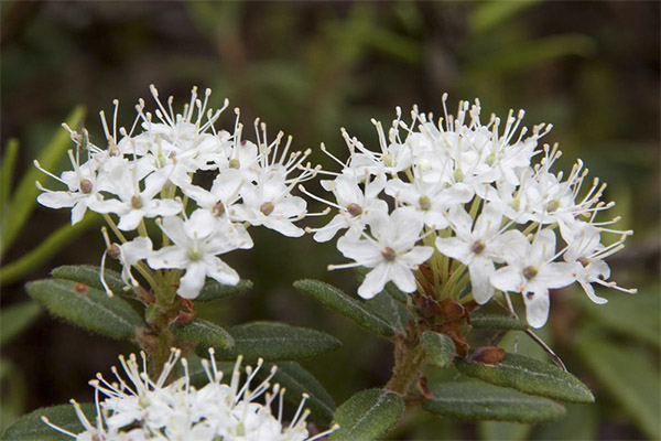 Therapeutic properties of marsh rosemary