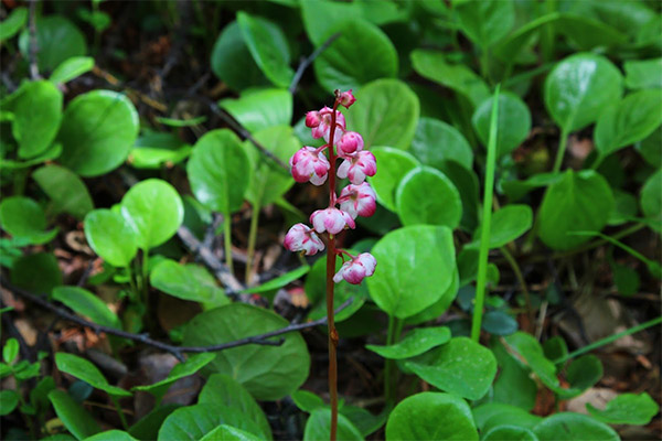 Medicinal properties of cocklebur