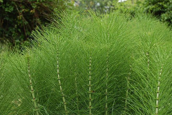 Horsetail terapeitiskās īpašības